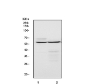 Western blot testing of 1) human MCF7 and 2) rat liver tissue lyste with NFIA antibody.  Predicted molecular weight ~56 kDa (unmodified), 60-70 kDa (phosphorylated).