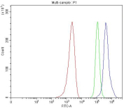 Flow cytometry testing of fixed and permeabilized human MCF7 cells with NFIA antibody at 1ug/10^6 cells (blocked with goat sera); Red=cells alone, Green=isotype control, Blue=NFIA antibody.