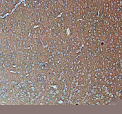 IHC staining of FFPE pig brain tissue with Synapsin II antibody, HRP-secondary and DAB substrate. HIER: boil tissue sections in pH8 EDTA for 20 min and allow to cool before testing.