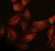 Immunofluorescent staining of FFPE human U-2 OS cells with Synapsin II antibody (green) and Alpha Tubulin mAb (red). HIER: steam section in pH6 citrate buffer for 20 min.