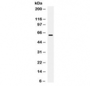 Western blot testing of human HeLa cell lysate with PD-L1 / B7-H1 antibody at 0.5ug/ml. Expected molecular weight ~34/40-70 kDa (unmodified/glycosylated), observed here at ~62 kDa.
