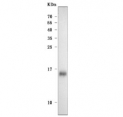 Western blot testing of human HCCT cell lysate with Angiogenin antibody. Predicted molecular weight ~17 kDa.