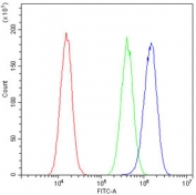Flow cytometry testing of human A549 cells with Fibrinogen gamma antibody at 1ug/10^6 cells (blocked with goat sera); Red=cells alone, Green=isotype control, Blue= Fibrinogen gamma antibody.