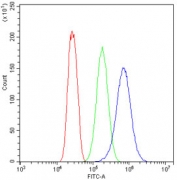 Flow cytometry testing of human SiHa cells with Fibrinogen gamma antibody at 1ug/10^6 cells (blocked with goat sera); Red=cells alone, Green=isotype control, Blue= Fibrinogen gamma antibody.