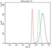 Flow cytometry testing of fixed and permeabilized human HepG2 cells with Fibrinogen beta chain antibody at 1ug/million cells (blocked with goat sera); Red=cells alone, Green=isotype control, Blue= Fibrinogen beta chain antibody.