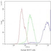 Flow cytometry testing of human MCF7 cells with DBI antibody at 1ug/10^6 cells (blocked with goat sera); Red=cells alone, Green=isotype control, Blue=DBI antibody.
