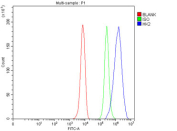 Flow cytometry testing of fixed and permeabilized human HepG2 cells with Hexokinase II antibody at 1ug/million cells (blocked with goat sera); Red=cells alone, Green=isotype control, Blue= Hexokinase II antibody.