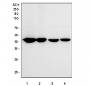 Western blot testing of human 1) HEL, 2) RT4, 3) SiHa and 4) K562 cell lysate with VASP antibody. Expected molecular weight:  ~40/46-50 kDa (unmodified/phosphorylated).