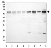 Western blot testing of 1) human HeLa, 2) human HT-1080, 3) human MCF7, 4) human SH-SY5Y, 5) rat brain, 6) rat liver, 7) mouse brain and 8) mouse liver tissue lysate with BMAL1 antibody. Predicted molecular weight ~69 kDa.