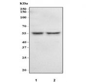 Western blot testing of human 1) 293T and 2) K562 cell lysate with CHK1 antibody at 0.5ug/ml. Predicted molecular weight ~54 kDa.