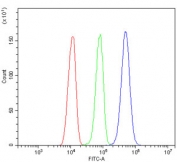 Flow cytometry testing of human ThP-1 cells with DR5 antibody at 1ug/million cells (blocked with goat sera); Red=cells alone, Green=isotype control, Blue= DR5 antibody.