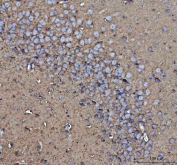 IHC testing of FFPE mouse brain tissue with CD90 antibody. Required HIER: steam section in pH8 EDTA for 20 min and allow to cool prior to testing.