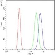 Flow cytometry testing of human SiHa cells with CD119 antibody at 1ug/million cells (blocked with goat sera); Red=cells alone, Green=isotype control, Blue= CD119 antibody.