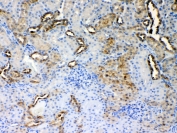 IHC testing of FFPE rat kidney tissue with ALDH1A3 antibody at 1ug/ml. Required HIER: steam section in pH6 citrate buffer for 20 min and allow to cool prior to testing.