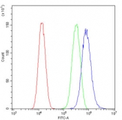 Flow cytometry testing of fixed and permeabilized human U-87 MG cells with ALDH1A3 antibody at 1ug/million cells (blocked with goat sera); Red=cells alone, Green=isotype control, Blue= ALDH1A3 antibody.