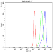Flow cytometry testing of fixed and permeabilized human PC-3 cells with ALDH1A3 antibody at 1ug/million cells (blocked with goat sera); Red=cells alone, Green=isotype control, Blue= ALDH1A3 antibody.