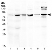 Western blot testing of 1) rat liver, 2) mouse liver, 3) mouse heart, 4) mouse testis, 5) human MCF7 and 6) human HeLa lysate at 0.5ug/ml. Predicted molecular weight ~80 kDa.