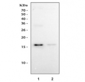Western blot testing of human 1) HEL and 2) ThP-1 cell lysate with IBA1 antibody. Predicted molecular weight ~17 kDa.
