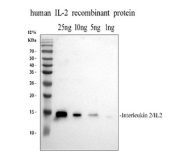 Western blot testing of human recombinant Interleukin-2 protein with Interleukin-2 antibody. Predicted molecular weight: 14-18 kDa.