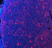 Immunofluorescent staining of FFPE mouse lymph node tissue with PD-1 antibody (red) and DAPI nuclear stain (blue). HIER: steam section in pH8 EDTA buffer for 20 min.