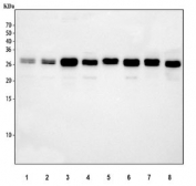 Western blot testing of 1) human Jurkat, 2) human HeLa, 3) human A549, 4) human Raji, 5) rat brain, 6) rat C6, 7) mouse brain and 8) mouse NIH 3T3 cell lysate with Bcl-XL antibody at 0.5ug/ml. Expected molecular weight: 26-30 kDa.