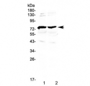 Western blot testing of 1) mouse brain and 2) rat brain lysate with GAS6 antibody at 0.5ug/ml. Predicted molecular weight: 42-80 kDa (multiple isoforms).