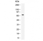 Western blot testing of human recombinant Angiopoietin protein (1ng/lane) with Angiopoietin antibody at 0.5ug/ml. Expected molecular weight: 57-75 kDa depending on glycosylation level.