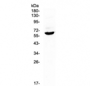 Western blot testing of mouse spleen lysate with Heparanase antibody at 0.5ug/ml. Predicted molecular weight: 61 kDa (isoform 1), ~53 kDa (isoform 2/3), ~43 kDa (isoform 4).