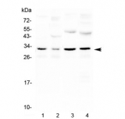 Western blot testing of 1) mouse kidney, 2) mouse brain, 3) rat kidney and 4) rat brain with Aquaporin 3 antibody at 0.5ug/ml. Predicted molecular weight ~32 kDa.