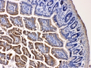 IHC testing of FFPE mouse intestine tissue with NARG1 antibody at 1ug/ml. Required HIER: steam section in pH6 citrate buffer for 20 min and allow to cool prior to testing.