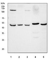 Western blot testing of 1) human HepG2, 2) human U-2 OS, 3) human Caco-2, 4) rat lung and 5) mouse lung tissue lysate with BMP4 antibody at 0.5ug/ml. Expected molecular weight: 54 kDa (precursor), 44 kDa (cleaved dimer), 23 kDa (cleaved monomer).
