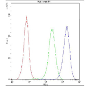 Flow cytometry testing of fixed and permeabilized human Jurkat cells with NFAT2 antibody at 1ug/10^6 cells (blocked with goat sera); Red=cells alone, Green=isotype control, Blue=NFAT2 antibody.