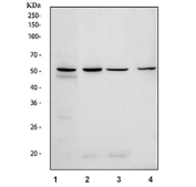 Western blot testing of 1) human HeLa, 2) human HT1080, 3) human A549 and 4) mouse thymus tissue lysate with CD47 antibody at 0.5ug/ml. Predicted molecular weight: 35~60 kDa depending on glycosylation level.
