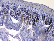 IHC testing of FFPE rat small intestine tissue with Egf antibody at 1ug/ml. Required HIER: steam section in pH6 citrate buffer for 20 min and allow to cool prior to testing.