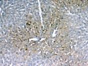 IHC testing of FFPE rat liver tissue with IGFBP1 antibody at 1ug/ml. Required HIER: steam section in pH6 citrate buffer for 20 min and allow to cool prior to testing.