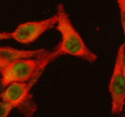 Immunofluorescent staining of FFPE human HeLa cells with NFAT1 antibody (green) and Alpha Tubulin mAb (red). HIER: steam section in pH6 citrate buffer for 20 min.