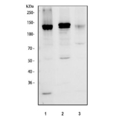 Western blot testing of human 1) Ramos, 2) Jurkat and 3) MOLT4 cell lysate with NFAT1 antibody at 0.5ug/ml. Predicted molecular weight ~100 kDa.
