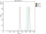 Flow cytometry testing of fixed and permeabilized human Jurkat cells with NFAT1 antibody at 1ug/million cells (blocked with goat sera); Red=cells alone, Green=isotype control, Blue= NFAT1 antibody.