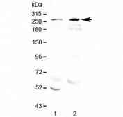 Western blot testing of 1) rat brain and 2) mouse brain lysate with RanBP2 antibody at 0.5ug/ml. Predicted molecular weight ~358 kDa, observed here at ~270 kDa.