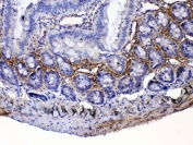 IHC testing of FFPE rat small intestine tissue with Periostin antibody at 1ug/ml. Required HIER: steam section in pH6 citrate buffer for 20 min and allow to cool prior to testing.