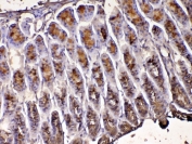 IHC testing of FFPE mouse stomach tissue with pS2 antibody at 1ug/ml. Required HIER: steam section in pH6 citrate buffer for 20 min and allow to cool prior to testing.