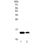 Western blot testing of 1) rat heart and 2) mouse heart lysate with Fabp4 antibody at 0.5ug/ml.  Predicted molecular weight ~15 kDa.