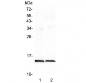 Western blot testing of 1) rat heart and 2) mouse heart lysate with Fabp3 antibody at 0.5ug/ml. Predicted molecular weight ~15 kDa.