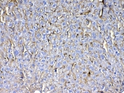 IHC testing of FFPE mouse liver tissue with CD105 antibody at 1ug/ml. Required HIER: steam section in pH6 citrate buffer for 20 min and allow to cool prior to testing.