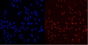Immunofluorescent staining of human U-2 OS cells with MED15 antibody (red) and DAPI nuclear stain (blue).