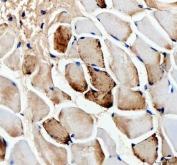 IHC staining of FFPE mouse skeletal muscle tissue with Myoglobin antibody. HIER: boil tissue sections in pH8 EDTA for 20 min and allow to cool before testing.