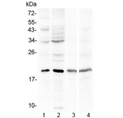 Western blot testing of human 1) HepG2, 2) HeLa, 3) HL-60 and 4) Jurkat cell lysate with Myoglobin antibody at 0.5ug/ml. Predicted molecular weight ~17 kDa.