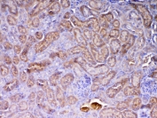 IHC testing of FFPE mouse kidney tissue with AMD1 antibody at 1ug/ml. Required HIER: steam section in pH6 citrate buffer for 20 min and allow to cool prior to testing.