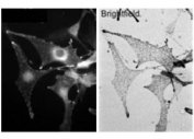 Immunofluorescence: Wild-type C57bl6 derived melanocytes tested with Melanophilin antibody (0.5ug/ml) and detected with Alexa Fluor 568 secondary. Brightfield image shows melanosome distribution.