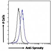FACS testing of fixed and permeabilized human HEK293 cells with Sprouty antibody (blue) at 10ug/10^6 cells and naive goat Ig (black).